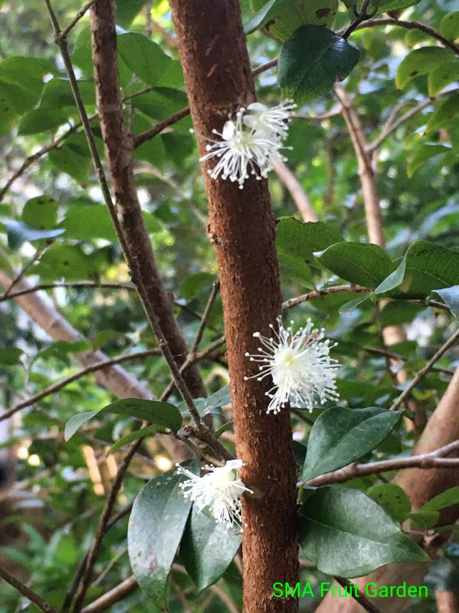 Plinia cauliflora (Mart.) Kausel